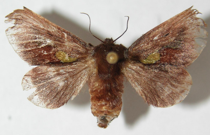 Figura 8.  Adulto de <i>Euclea mesoamericana</i></i> (hembra), vista dorsal. (02-SRNP-8637-DHJ520534).