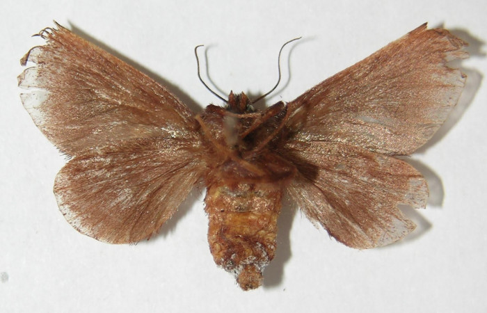 Figura 9.  Adulto de <i>Euclea mesoamericana</i></i> (hembra), vista ventral. (02-SRNP-8637-DHJ520535).