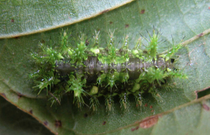 Figura 3.  Larva de <i>Euclea mesoamericana</i></i> vista dorsal en tercer estadío. Voucher: 03-SRNP-20049-DHJ90505)
