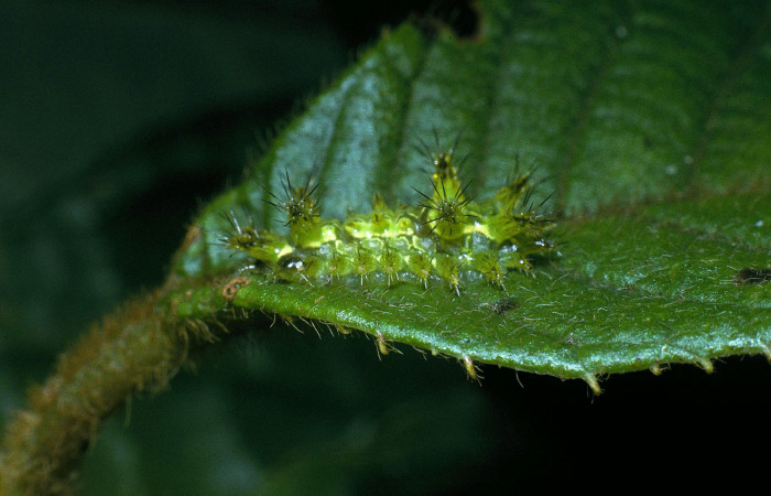 Figura 2.  Larva de <i>Euclea mesoamericana</i></i> vista lateral en tercer estadío. Voucher: 04-SRNP-35647-DHJ84848)