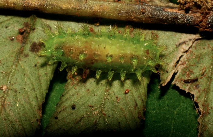 Figura13 Detalle de parásito, <i>Triraphis</i></i> Janzen08
dentro de la cutícula de la larva </i>Euclea
mesoamericana<i> Voucher: (10-SRNP-30444-DHJ467487)