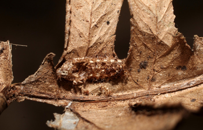 Figura12 Detalle de exuvia de parásito <i>Triraphis</i></i>
Janzen08, de la familia Braconidae, parásito de larva
<i>Euclea mesoamericana</i></i> Voucher: (10-SRNP-30444-DHJ498117)