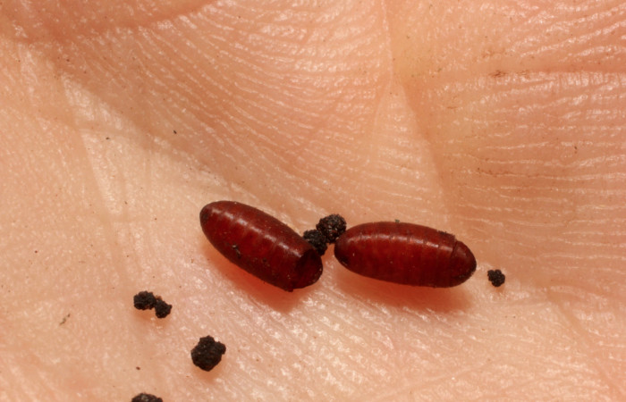 Figura 14. Detalle de exuvia de parásito
<i>Itaplectops argentifrons</i></i> de la familia
Tachinidae, que atacan larva de </i>Euclea
mesoamericana<i> (11-SRNP-32160-DHJ803930)