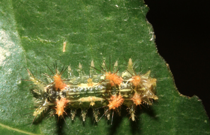 Figura 5. Larva de <i>Euclea</i></i> mesoamericanaDHJ03 vista dorsal en
penúltimo estadío. Voucher: 12-SRNP-43259-DHJ707134).
