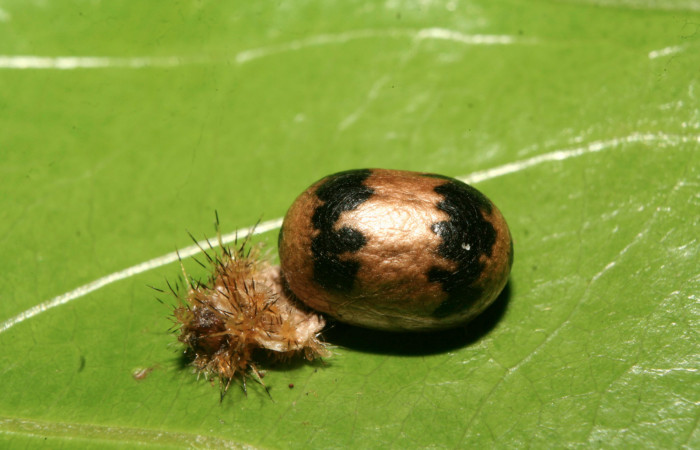 Figura15. Capullo de parásito <i>Casinaria macerata</i></i>
de la familia Ichneumonidae, que ataca larva <i>Euclea
mesoamericana</i><i>Voucher: (14-SRNP-70777-
DHJ722631)