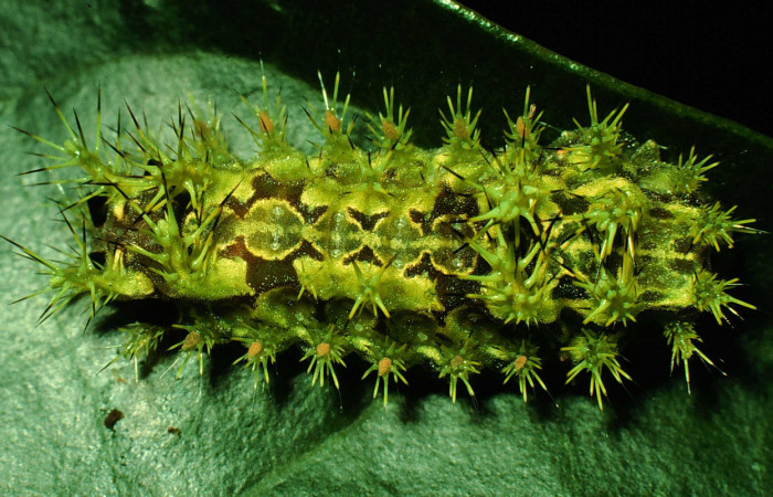 Figura 4.  Larva de <i>Euclea mesoamericana</i></i> vista dorsal en último estadío Voucher: 97-SRNP-1552-DHJ41655)
