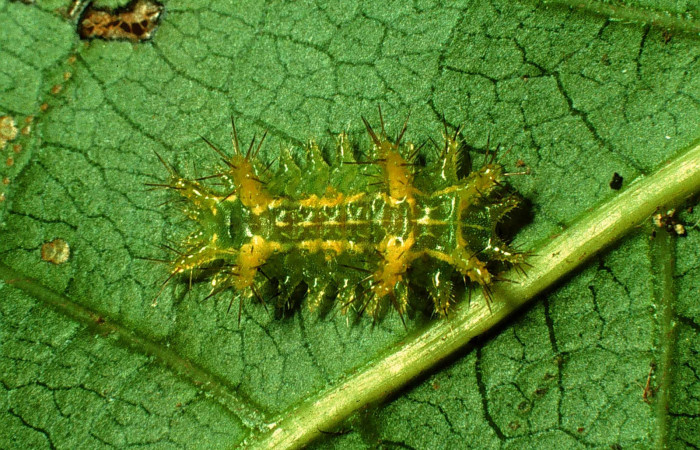 Figura 1.  Larva de <i>Euclea mesoamericana</i></i> vista dorsal en tercer estadestadío. Voucher: 97-SRNP-1575-DHJ41684)