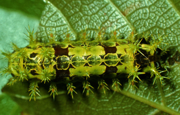 Figura 6. Larva de <i>Euclea</i></i> mesoamericanaDHJ04 vista dorsal en
penúltimo estadío. Voucher: 97-SRNP-964-DHJ40635).
