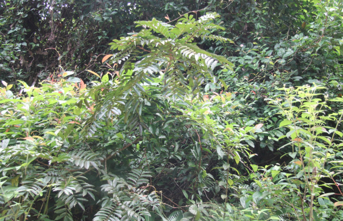 Figura 7. Planta hosperdera <i>Mosquitoxylum jamaicense</i></i> donde alimenta <i>Euclea mesoamericana</i></i>. Estación Biológica Botarrama, foto Keiner Aragon.