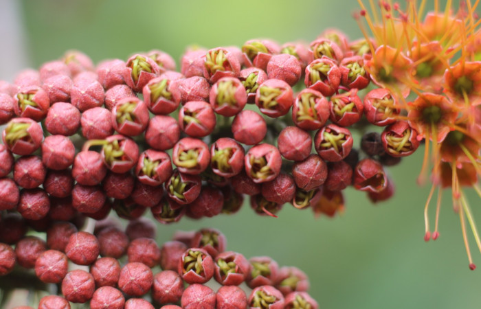 Figura. 10 Botones florales  <i>Combretum farinosum</i></i>, (Combretaceae). Area de Conservación Guanacaste. Sector  Santa Rosa. Sendero Casetilla. (elevación 250 metros), colectada el 11 febrero 2022. Foto. Jorge Hernández. 