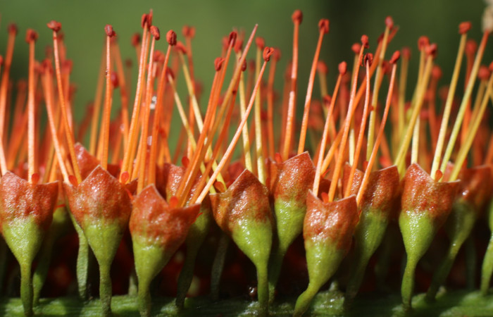 Figura. 11 Flores laterales  <i>Combretum farinosum</i></i>, (Combretaceae). Area de Conservación Guanacaste. Sector  Santa Rosa. Sendero Casetilla. (elevación 250 metros), colectada el 11 febrero 2022. Foto. Jorge Hernández. 