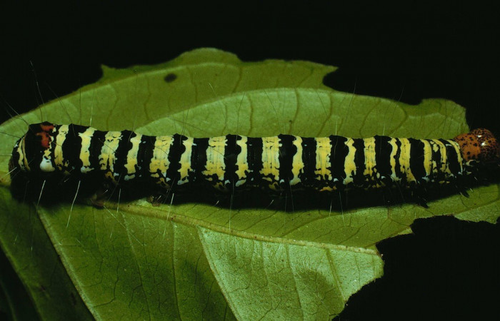 Figura. 12 Larva <i>Neotuerta sabulosa</i></i> (Noctuidae), posición dorsal entero alimentándose en <i> Combretum farinosum</i></i>, (Combretaceae). (91-SRNP-453-DHJ14072.jpg).