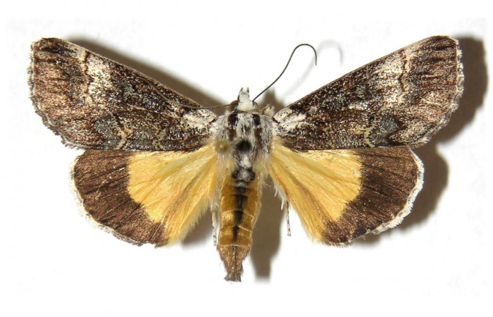 Figura. 13 Adulto <i>Neotuerta sabulosa</i></i> (Noctuidae), posición vista dorsal. (01-SRNP-12782-DHJ313750).