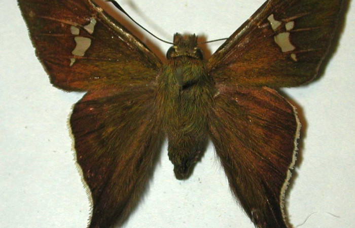 Figura. 15 Adulto <i>Cephise aelius</i></i> (Hesperiidae), posición vista dorsal. (94-SRNP-189-DHJ31547).