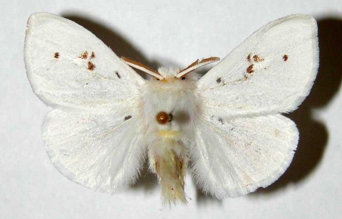 Figura. 17 Adulto <i>Thagona</i></i> tibialisDHJ02 (Erebidae), posición vista dorsal. (96-SRNP-10219-DHJ33864).