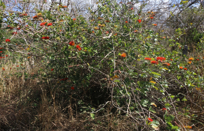 Figura. 1 Habitad <i>Combretum farinosum</i></i>, (Combretaceae). Area de Conservación Guanacaste. Sector Santa Rosa. Sendero Casetilla, (elevación 250 metros). Colectada el 11 febrero  2022. Foto. Jorge Hernández. 