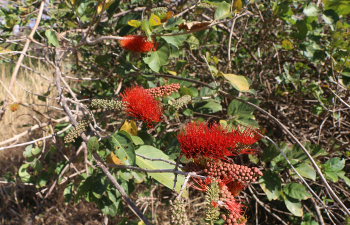 Figura. 2 Habitad <i>Combretum farinosum</i></i>, (Combretaceae). Area de Conservación Guanacaste. Sector  Santa Rosa. Sendero Casetilla. (elevación 250 metros), colectada el 11 febrero 2022. Foto. Jorge Hernández. 