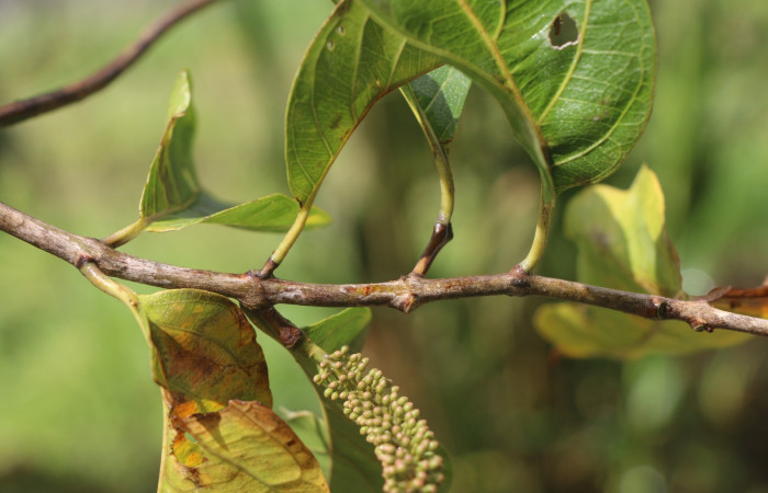 Figura. 3 Posición de hojas  <i>Combretum farinosum</i></i>, (Combretaceae). Area de Conservación Guanacaste. Sector  Santa Rosa. Sendero Casetilla. (elevación 250 metros), colectada el 11 febrero 2022. Foto. Jorge Hernández. 