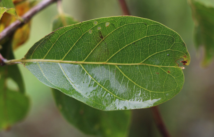 Figura. 4 Hoja haz <i>Combretum farinosum</i></i>, (Combretaceae). Area de Conservación Guanacaste. Sector  Santa Rosa. Sendero Casetilla. (elevación 250 metros), colectada el 11 febrero 2022. Foto. Jorge Hernández. 