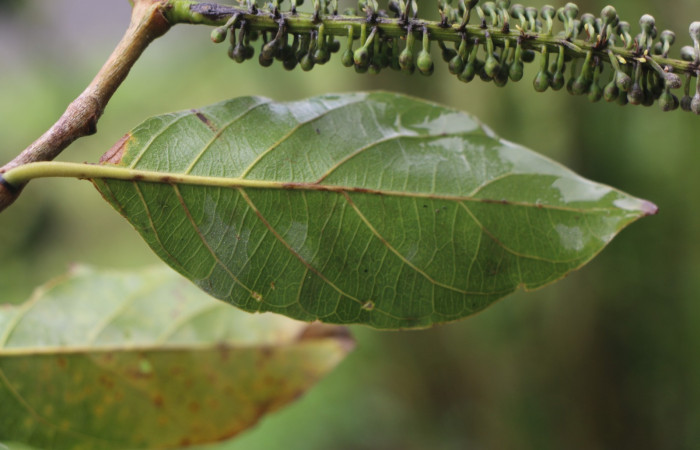 Figura. 5 Hoja envés <i>Combretum farinosum</i></i>, (Combretaceae). Area de Conservación Guanacaste. Sector  Santa Rosa. Sendero Casetilla. (elevación 250 metros), colectada el 11 febrero 2022. Foto. Jorge Hernández. 