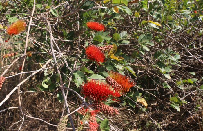 Figura. 6 Flores en rama <i>Combretum farinosum</i></i>, (Combretaceae). Area de Conservación Guanacaste. Sector  Santa Rosa. Sendero Casetilla. (elevación 250 metros), colectada el 11 febrero 2022. Foto. Jorge Hernández. 