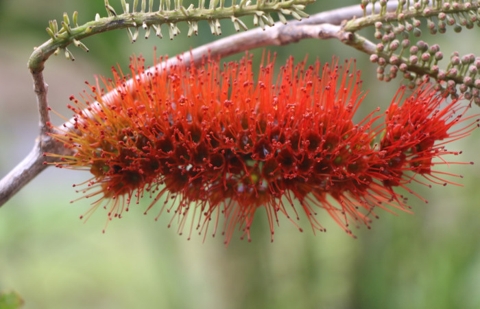 Figura. 7 Flores laterales  <i>Combretum farinosum</i></i>, (Combretaceae). Area de Conservación Guanacaste. Sector  Santa Rosa. Sendero Casetilla. (elevación 250 metros), colectada el 11 febrero 2022. Foto. Jorge Hernández. 