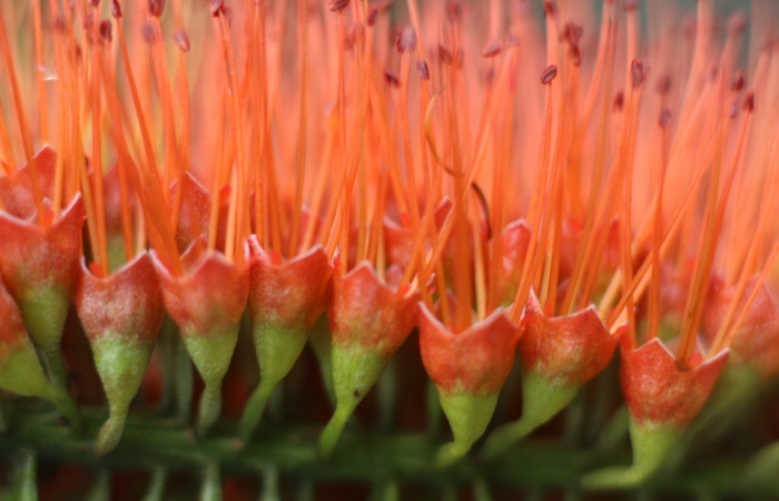 Figura. 8 Flores laterales  <i>Combretum farinosum</i></i>, (Combretaceae). Area de Conservación Guanacaste. Sector  Santa Rosa. Sendero Casetilla. (elevación 250 metros), colectada el 11 febrero 2022. Foto. Jorge Hernández. 