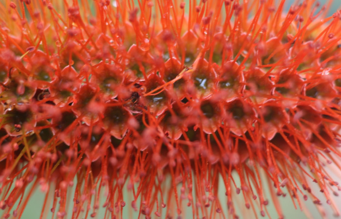 Figura. 9 Flores de frente <i>Combretum farinosum</i></i>, (Combretaceae). Area de Conservación Guanacaste. Sector  Santa Rosa. Sendero Casetilla. (elevación 250 metros), colectada el 11 febrero 2022. Foto. Jorge Hernández. 