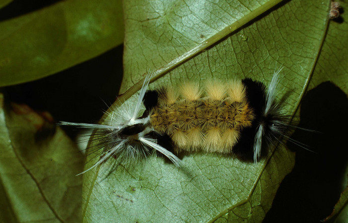 Figura 1. <i>Baritius maribellealvarezae</i></i> familia (Erebidae). En posición dorsal. Voucher 02-SRNP-18037-DHJ68424.