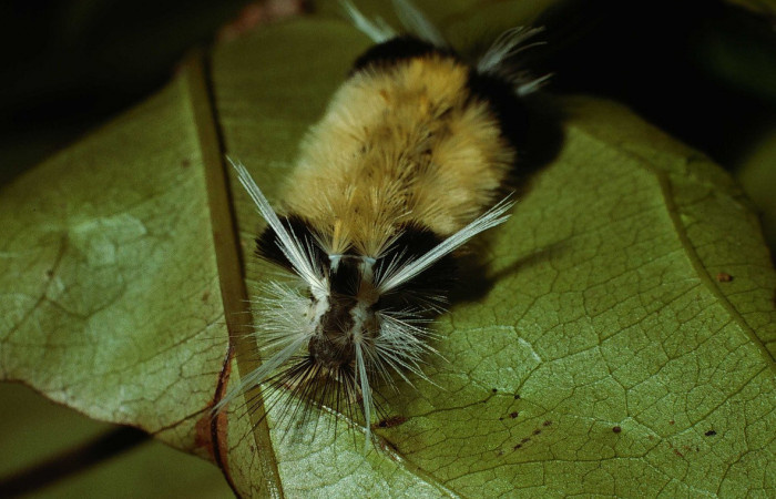 Figura 2. <i>Baritius maribellealvarezae</i></i> familia (Erebidae). En posición frontal. Voucher 02-SRNP-18037-DHJ68426.