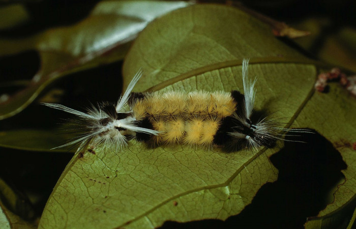 Figura 3. <i>Baritius maribellealvarezae</i></i> familia (Erebidae). En posición dorsal. Voucher 02-SRNP-18037-DHJ68429.