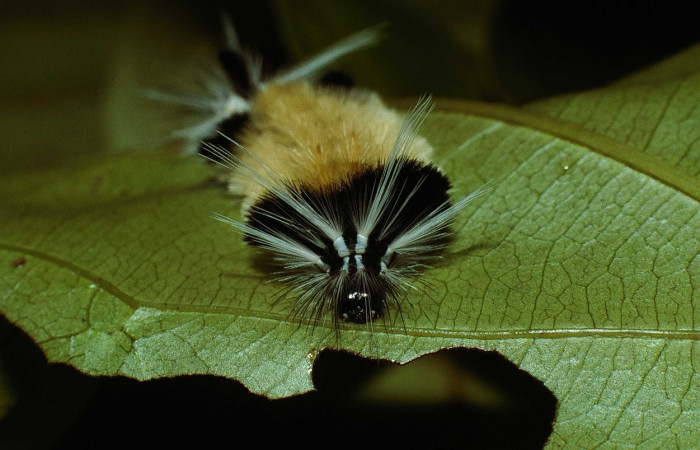 Figura 4. <i>Baritius maribellealvarezae</i></i> familia (Erebidae). En posición frontal. Voucher 02-SRNP-18037-DHJ68433.