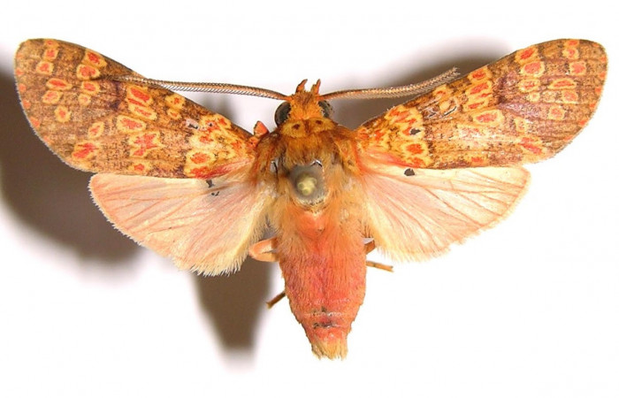 Figura 15.Adulto <i>Baritius maribellealvarezae</i></i> en posición dorsal. 02-SRNP-18037-DHJ94068.