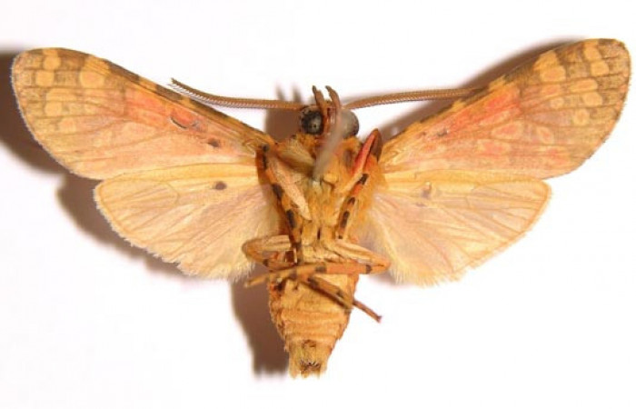 Figura 14.Adulto <i>Baritius maribellealvarezae</i></i> en posición ventral. 02-SRNP-18037-DHJ94069.