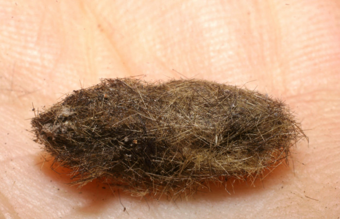 Figura 10. Pupario de <i>Carcelia</i></i> flavirostrisDHJ07 familia (Tachinidae), paråsito en <i>Baritius maribellealvarezae</i></i>. 07-SRNP-33344-DHJ448607.