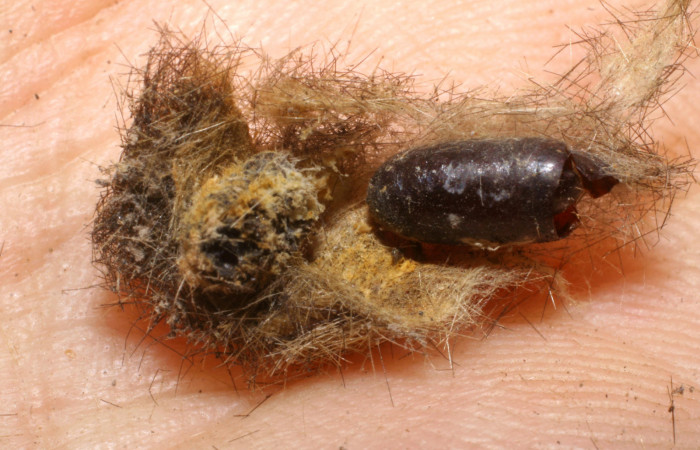 Figura 11. Pupario de <i>Carcelia</i></i> flavirostrisDHJ07 familia (Tachinidae), parásito en larva <i>Baritius maribellealvarezae</i></i>. Voucher 07-SRNP-33344-DHJ448608.