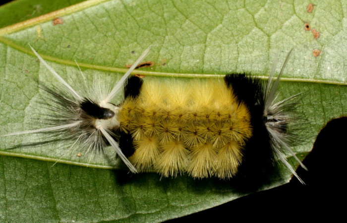 Figura 5. <i>Baritius maribellealvarezae</i></i> familia (Erebidae). En posición dorsal. Voucher 08-SRNP-32155-DHJ445815.