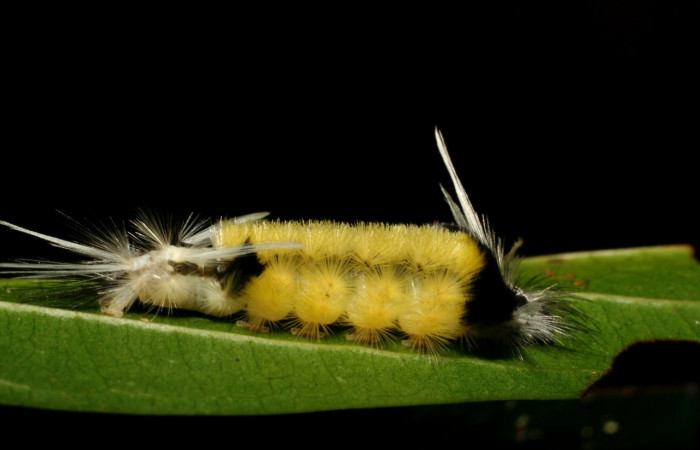 Figura 6. <i>Baritius maribellealvarezae</i></i> familia (Erebidae). En posición lateral. Voucher 08-SRNP-32155-DHJ445816.