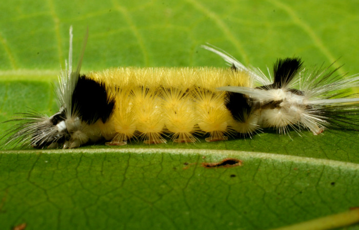 Figura 7. <i>Baritius maribellealvarezae</i></i> familia (Erebidae). En posición lateral. Voucher 08-SRNP-32155-DHJ445817.