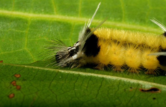 Figura 8. <i>Baritius maribellealvarezae</i></i> familia (Erebidae). En posición lateral de la cabeza Voucher 08-SRNP-32155-DHJ445818.