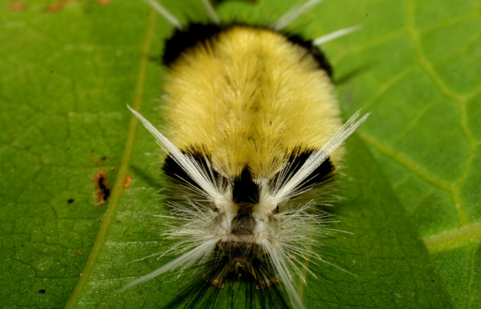 Figura 9. <i>Baritius maribellealvarezae</i></i> familia (Erebidae). Mostrando la parte trasera 08-SRNP-32155-DHJ445820.
