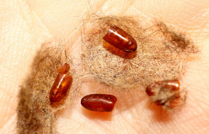 Figura 13.  Pupario de <i>Carcelia</i></i> flavirostrisDHJ07 familia (Tachinidae), parásito en larva <i>Baritius maribellealvarezae</i></i>. Voucher11-SRNP-65427-DHJ498507.