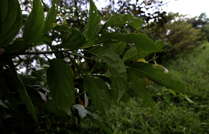 Figura 16. de <i>Nectandra hihua</i></i> familia (Lauraceae) donde se alimenta la larva <i>Baritius maribellealvarezae</i></i> foto Pablo Umaña Calderón.