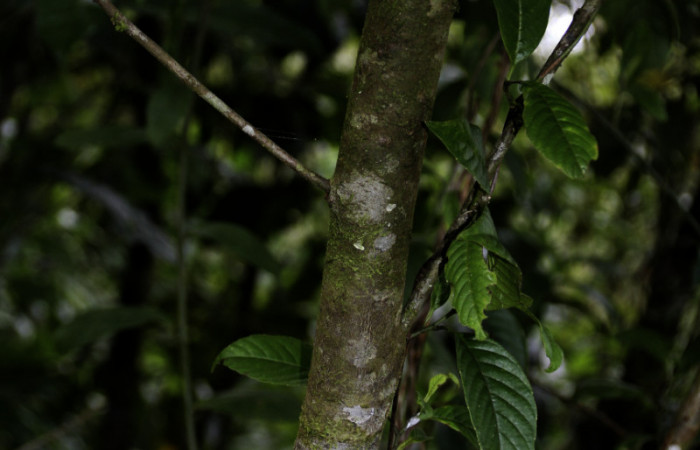 Figura 18. de <i>Nectandra hihua</i></i> familia (Lauraceae) donde se alimenta la larva <i>Baritius maribellealvarezae</i></i> foto Pablo Umaña Calderón.