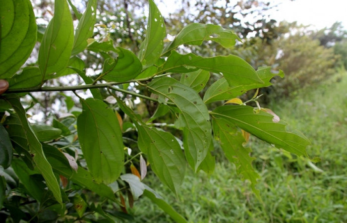 Figura 17. Planta <i>Nectandra hihua</i></i> familia (Lauraceae) donde se alimenta la larva <i>Baritius maribellealvarezae</i></i>. foto, Pablo Umaña Calderón.