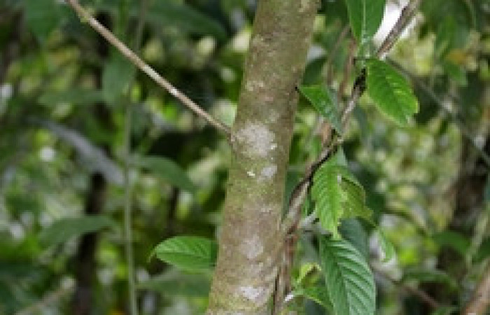 Figura 19. Planta <i>Nectandra hihua</i></i> familia (Lauraceae), donde se alimenta la larva <i>Baritius maribellealvarezae</i></i>. Foto. Pablo Umaña Calderón.
