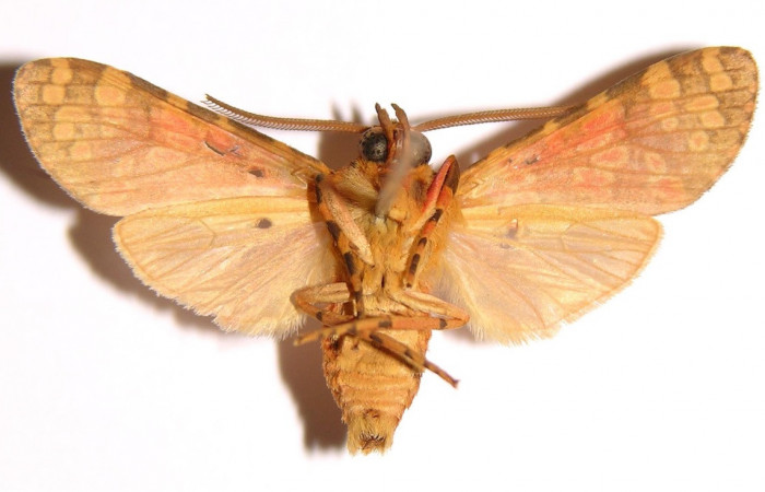 Figura 13.Adulto <i>Baritius maribellealvarezae</i></i> en posición ventral. 02-SRNP-18037-DHJ94069.