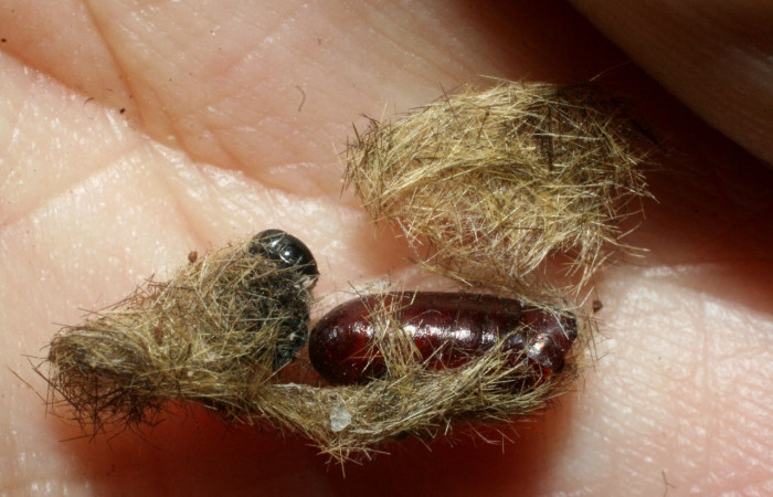 Figura 11. Pupario de <i>Carcelia</i></i> flavirostrisDHJ07 familia (Tachinidae). 08-SRNP-2363-DHJ453184.