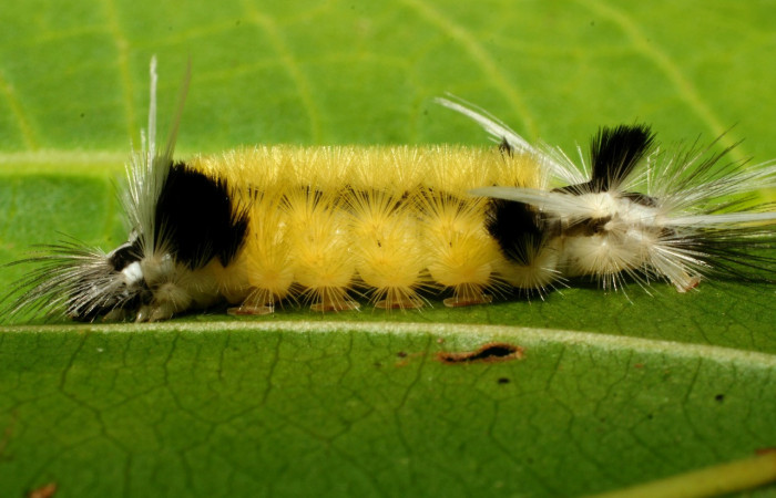 Figura 7. <i>Baritius maribellealvarezae</i></i> familia (Erebidae). En posición lateral. Voucher 08-SRNP-32155-DHJ445817.