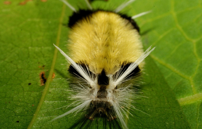 Figura 9. <i>Baritius maribellealvarezae</i></i> familia (Erebidae). Mostrando la parte trasera 08-SRNP-32155-DHJ445820.